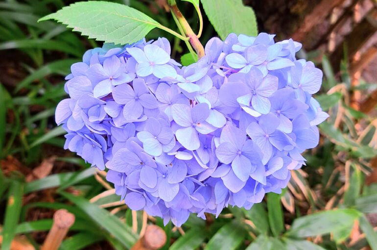 暑さや湿気のしんどさから、元気にしてくれる紫陽花♪