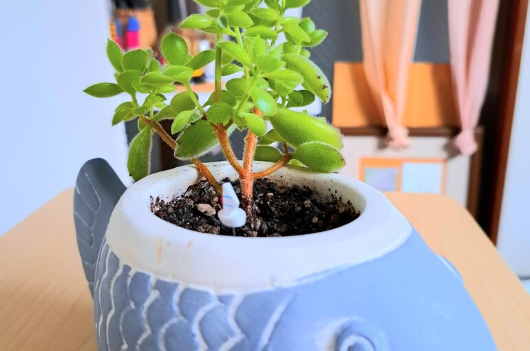 ミニ観葉植物【くまどうし】♪　水分補給を大切に☆