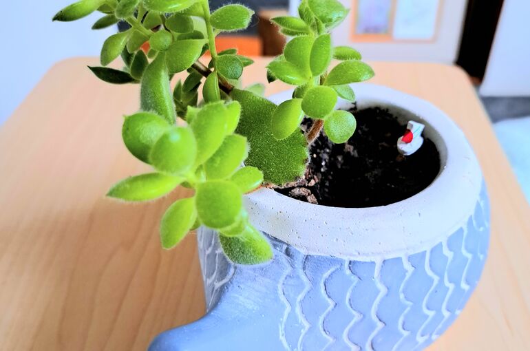 ミニ観葉植物【くまどうし】♪裏側　熱中症対策☆